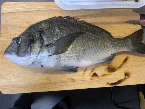 クロダイの釣果