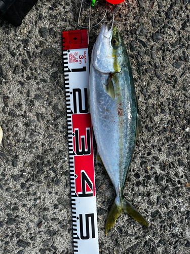 ハマチの釣果