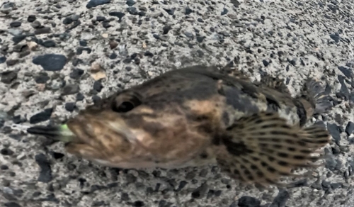 タケノコメバルの釣果