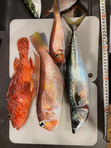 アマダイの釣果