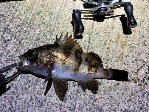 メバルの釣果