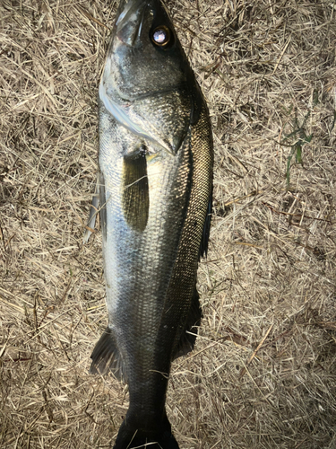 スズキの釣果