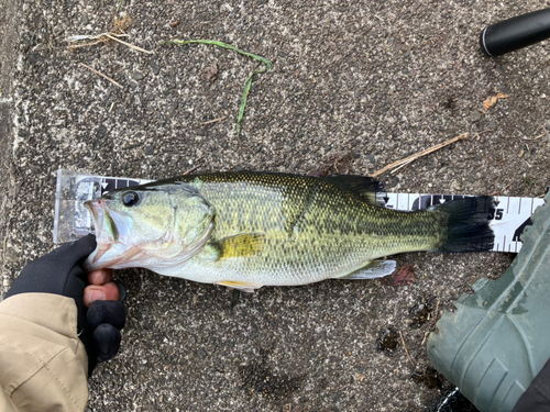 ブラックバスの釣果