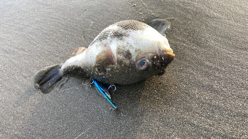 クサフグの釣果