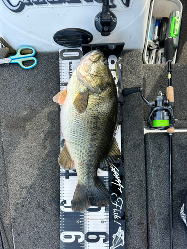 ブラックバスの釣果