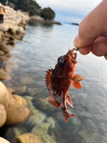 ガシラの釣果