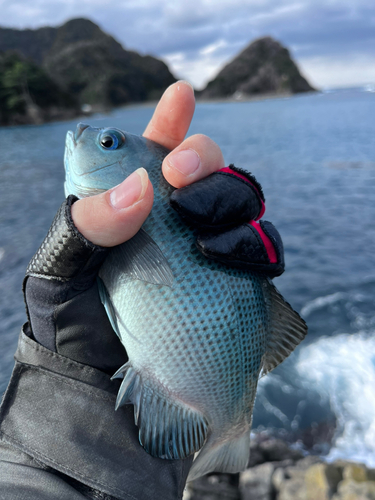 グレの釣果