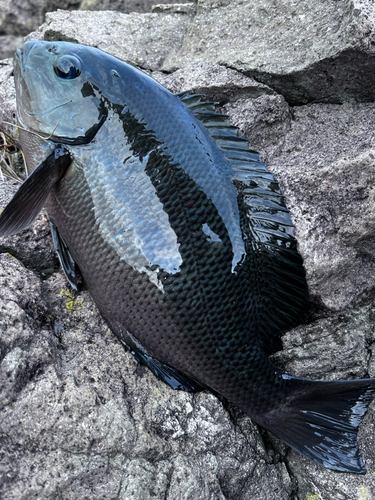 グレの釣果