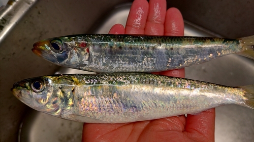 カタボシイワシの釣果