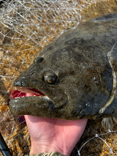 ヒラメの釣果