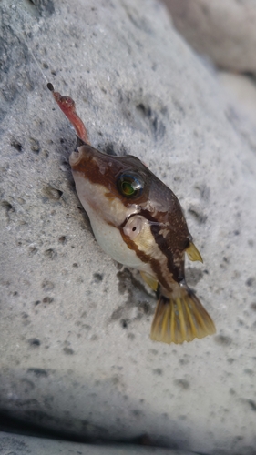 キタマクラの釣果