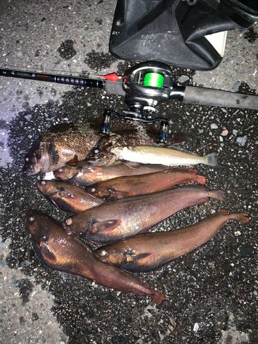 エゾイソアイナメの釣果