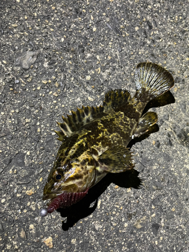 タケノコメバルの釣果