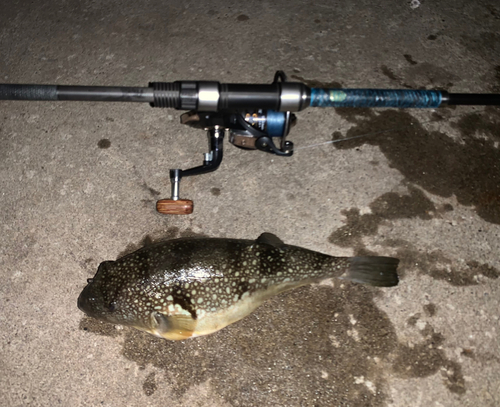 ショウサイフグの釣果