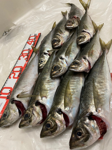 アジの釣果