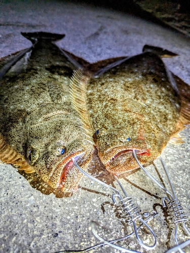 ヒラメの釣果