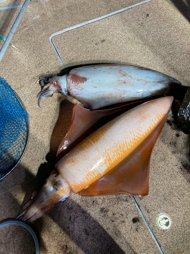 ソデイカの釣果