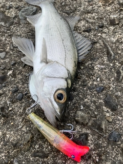 セイゴ（マルスズキ）の釣果