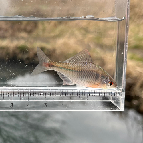 タイリクバラタナゴの釣果