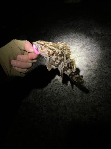 タケノコメバルの釣果