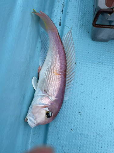 アマダイの釣果