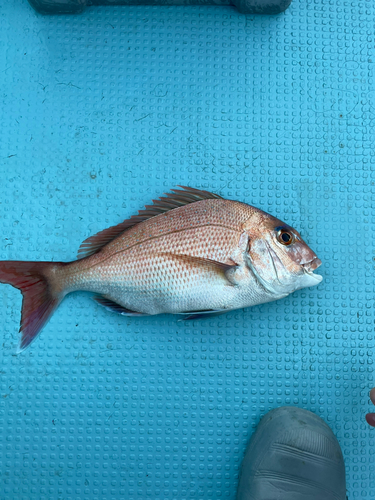 タイの釣果