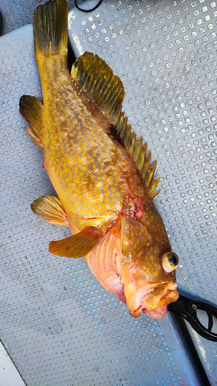 🎣みやもん🎣さんの釣果 2枚目の画像