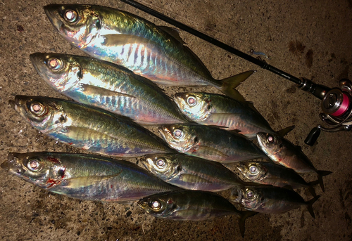 アジの釣果