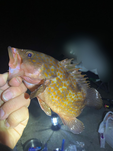 アオハタの釣果