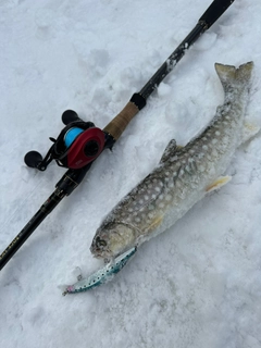 アメマスの釣果