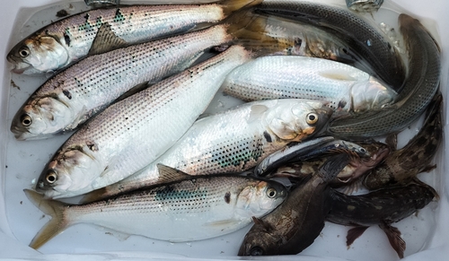 カタクチイワシの釣果