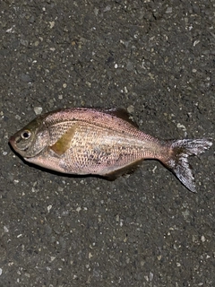 ウミタナゴの釣果