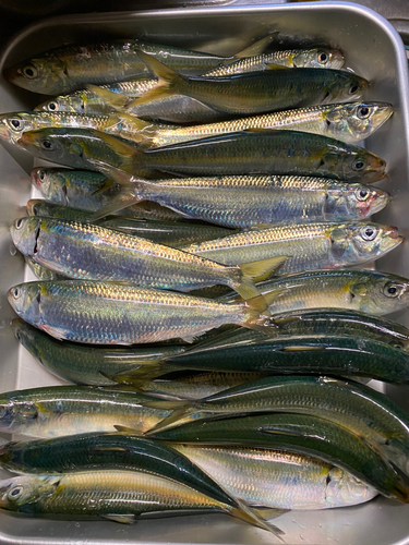 カタボシイワシの釣果