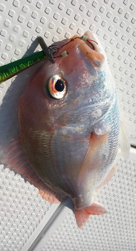 マダイの釣果