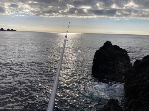 ベラの釣果