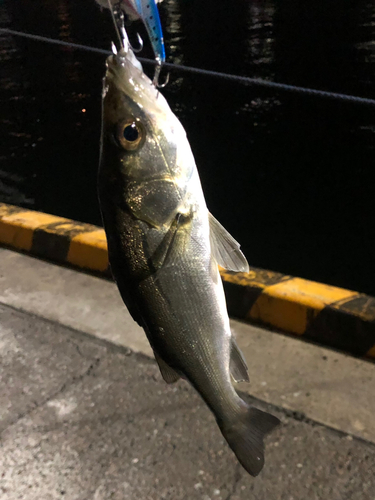 セイゴ（マルスズキ）の釣果