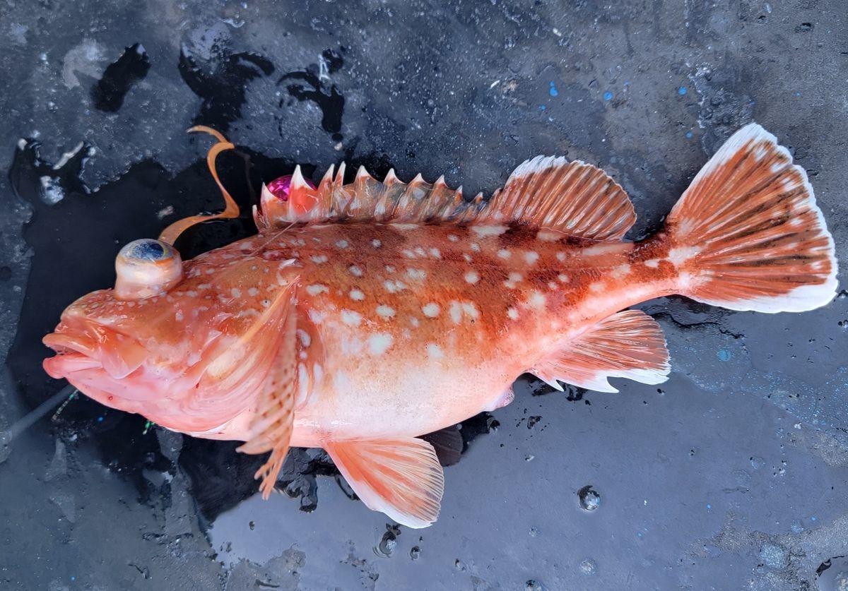 かわぐーさんの釣果 1枚目の画像