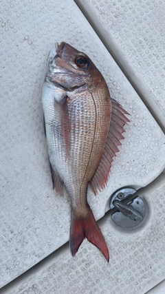 タイの釣果