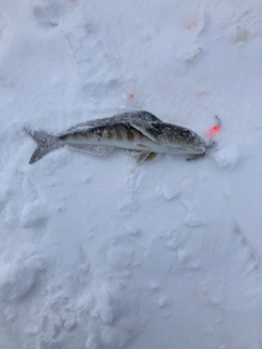 ホッケの釣果