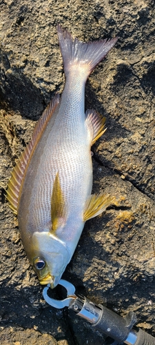 イサキの釣果