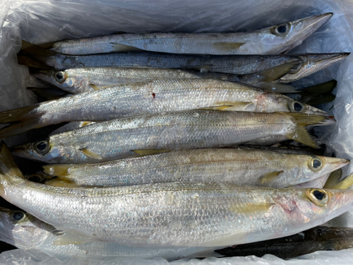 カマスの釣果