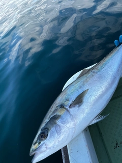 ブリの釣果