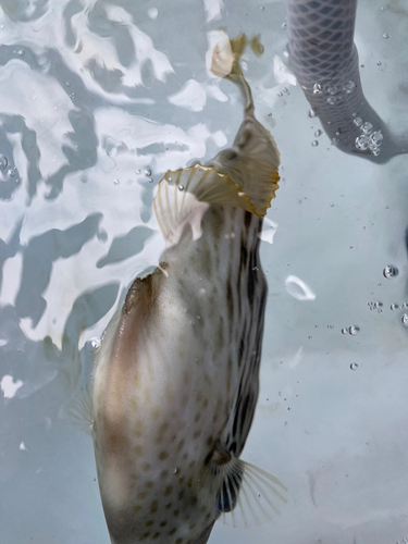 カワハギの釣果