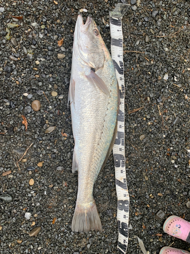 オオニベの釣果