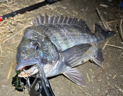 クロダイの釣果