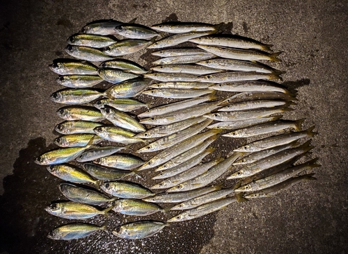 カマスの釣果