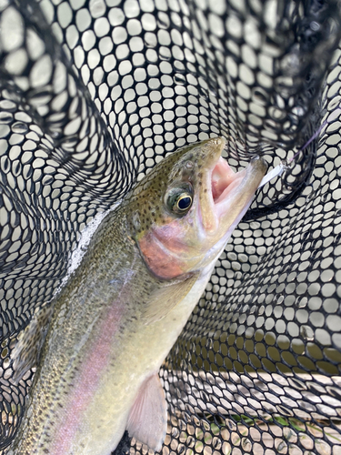 トラウトの釣果