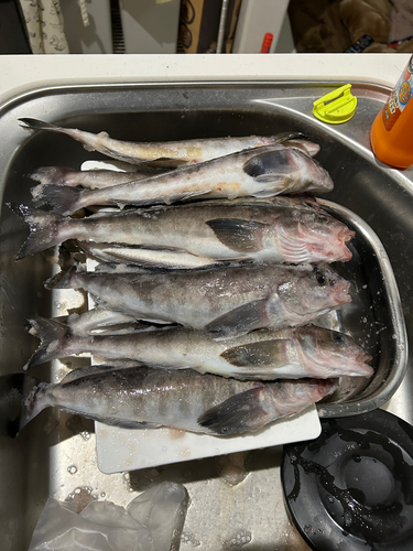 ホッケの釣果