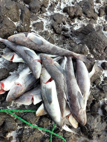 ホッケの釣果