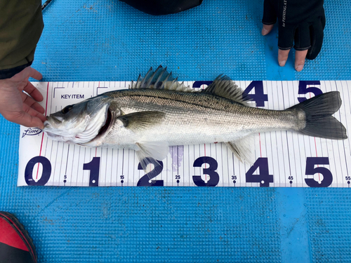 シーバスの釣果